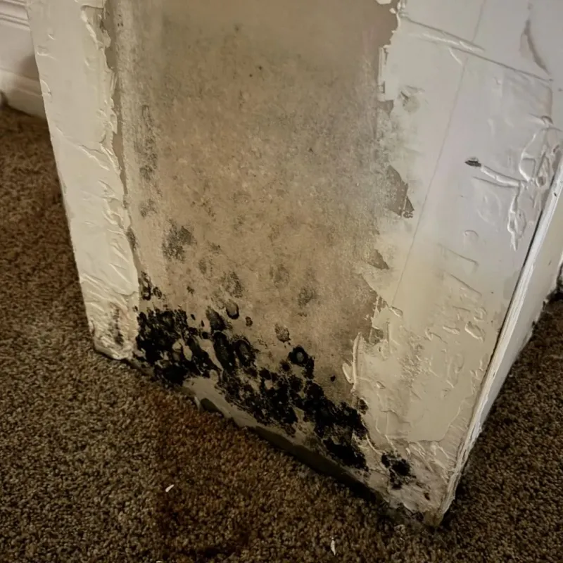 Professional Mold Removal in Tarpon Springs, FL